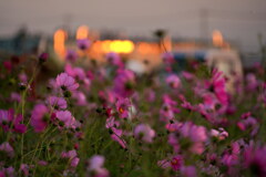 コスモス畑の夕暮れ