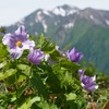 シラネアオイ咲く谷川岳