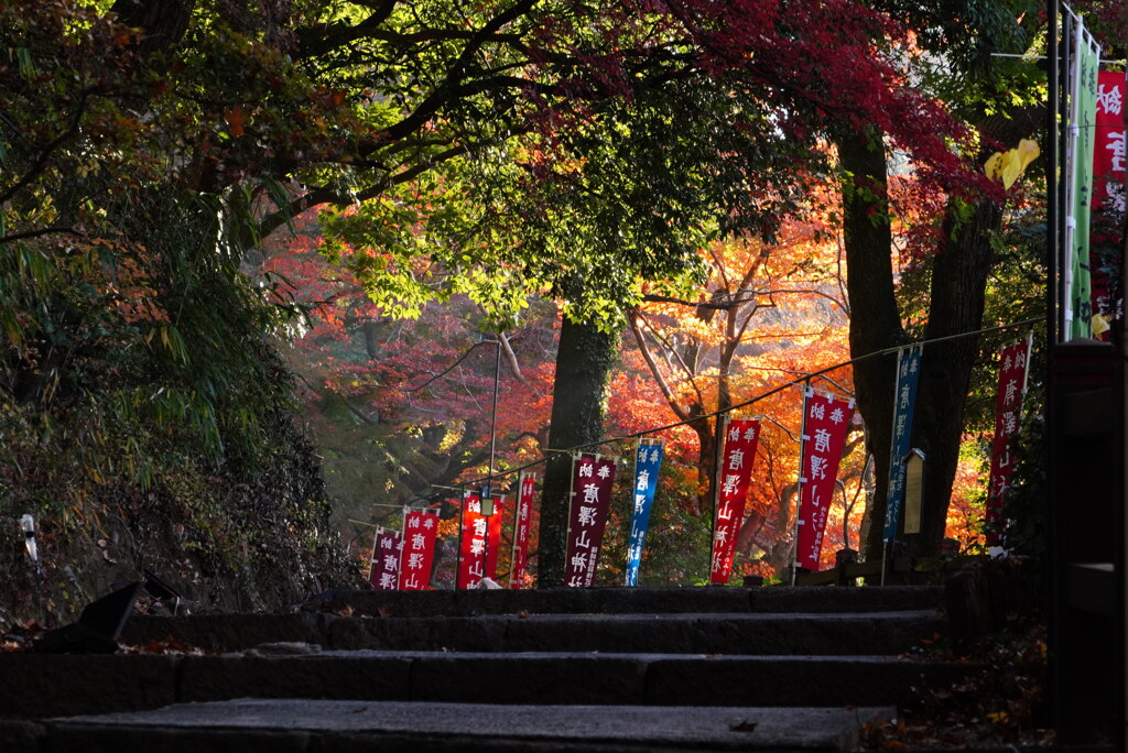 モミジ染まる参道