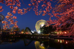 夜桜の遊園地