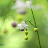 木漏れ日の妖精達