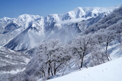 霧氷桜と谷川連峰