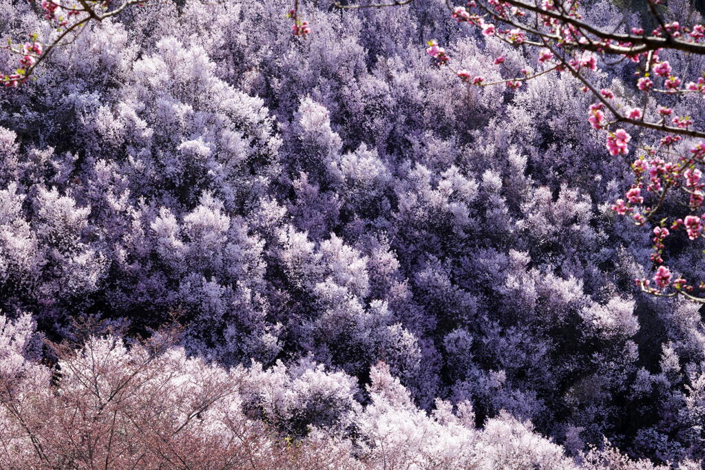 桜の波