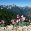 コマクサと槍ヶ岳