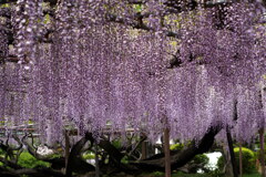 紫の歓迎