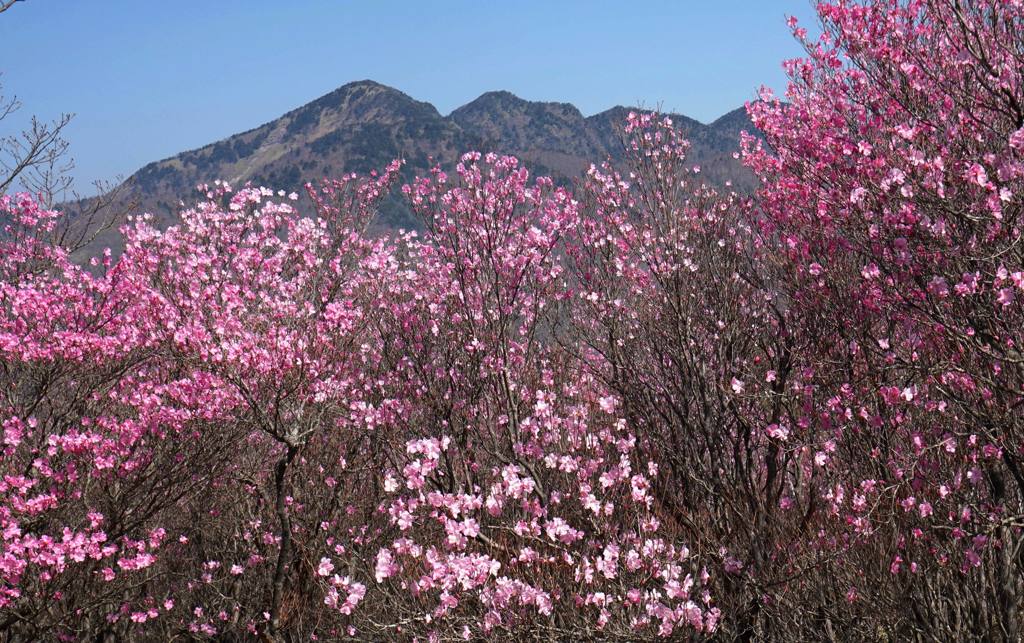 アカヤシオ咲く袈裟丸山