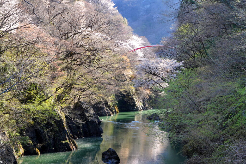 渓谷の芽吹き