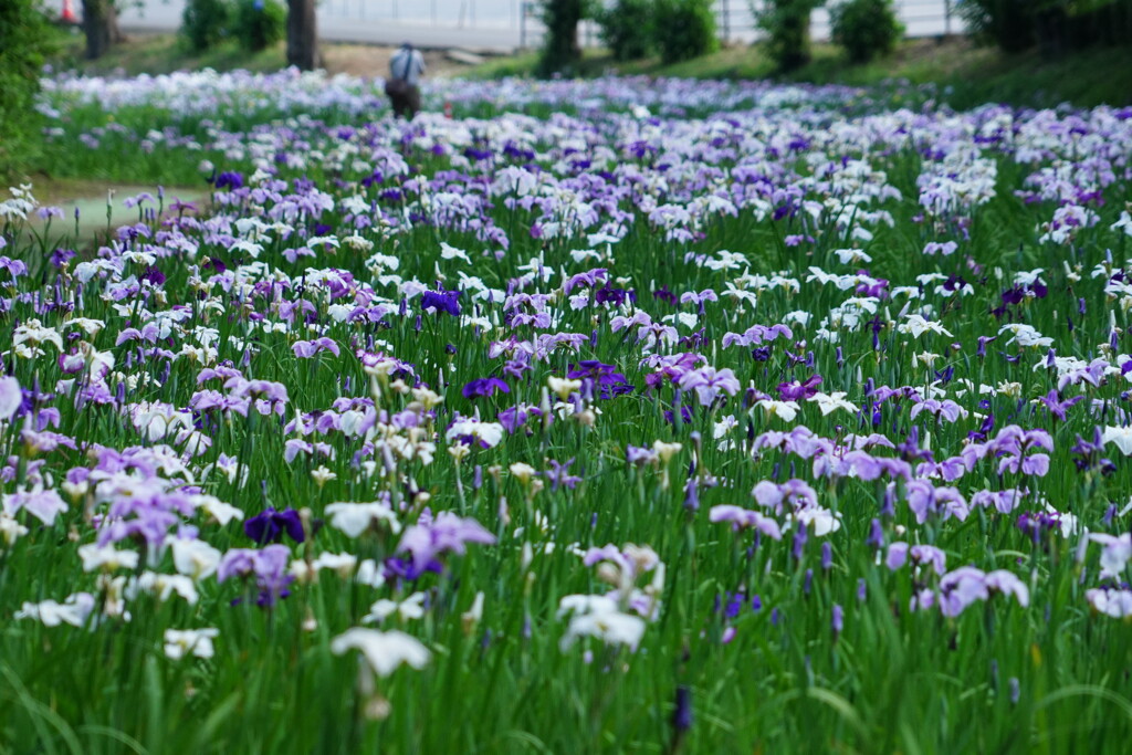 赤堀花しょうぶ園