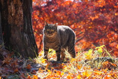 モミジ染まるニャン