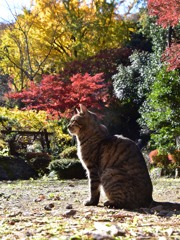 吾輩も紅葉見物だニャ