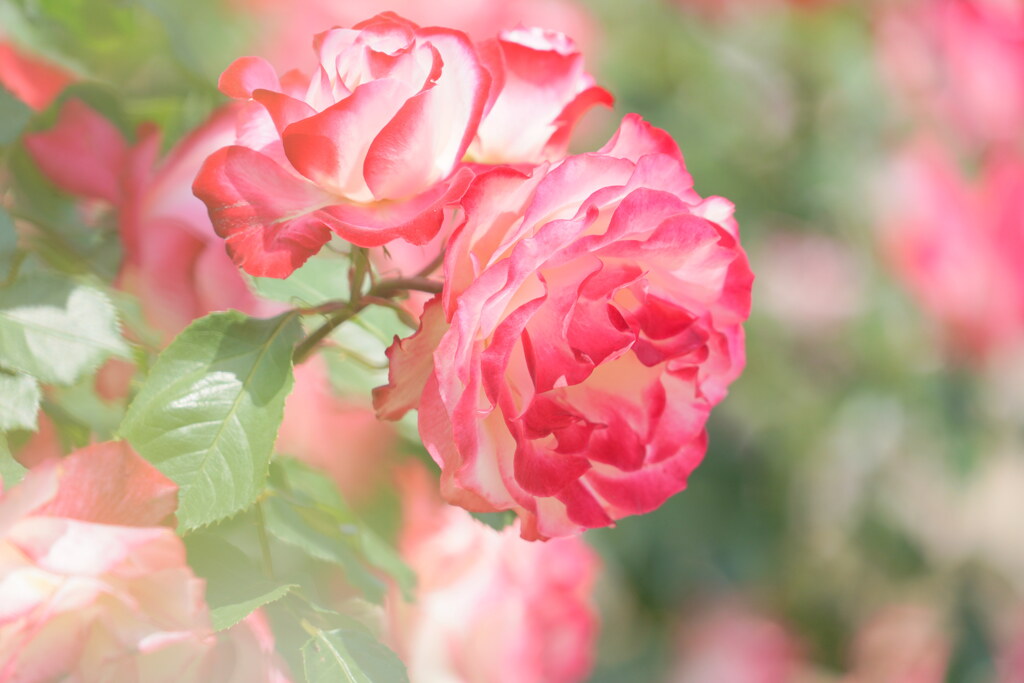 優しい薔薇