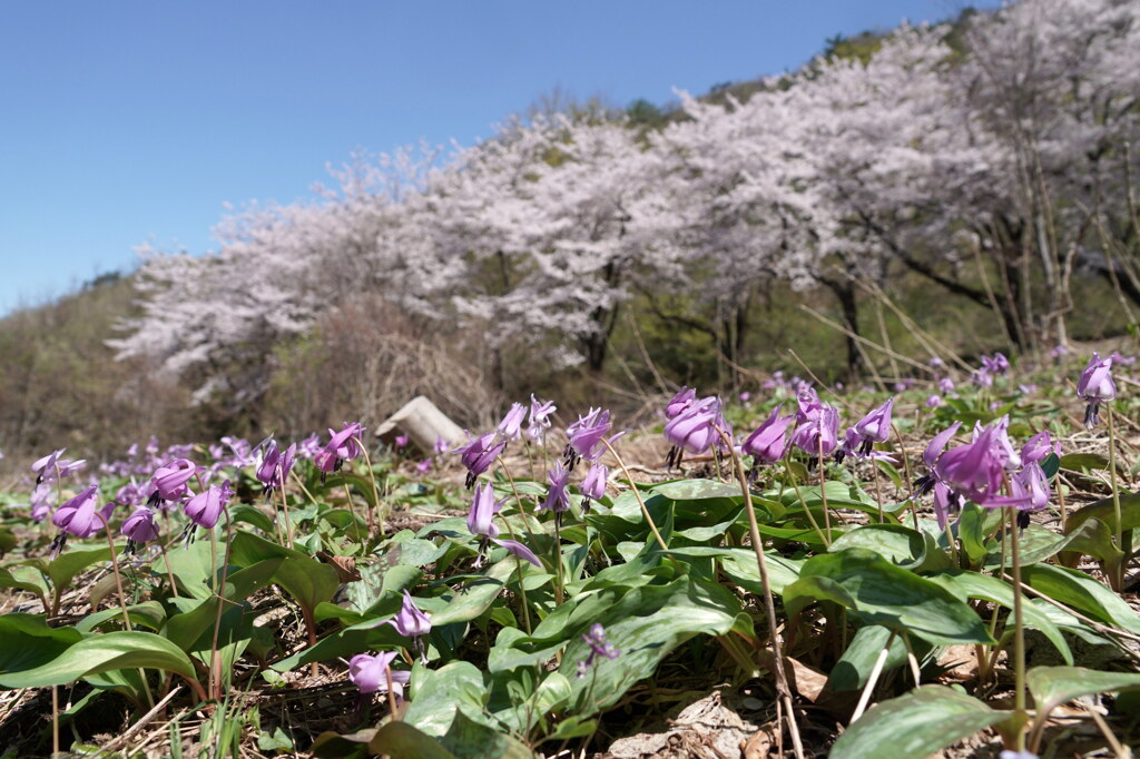 越後に春が来た