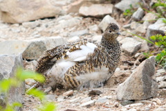 雷鳥の砂浴び