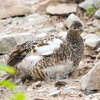 雷鳥の砂浴び