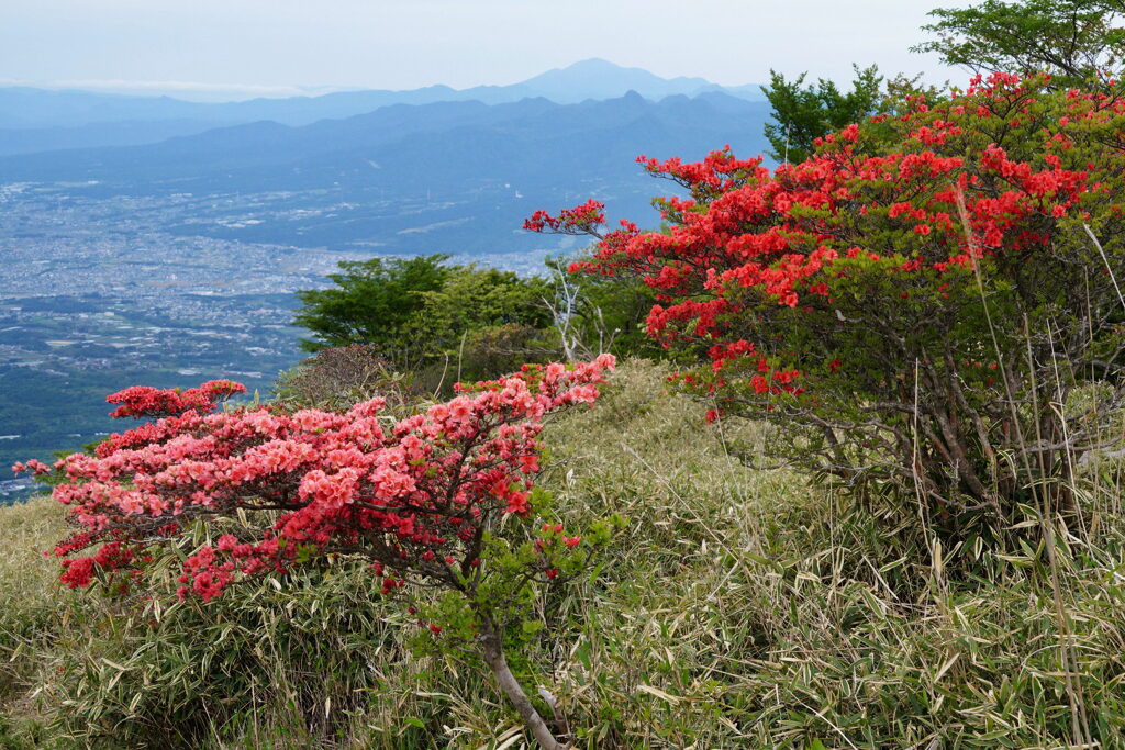 ヤマツツジ咲く赤城山　赤城山