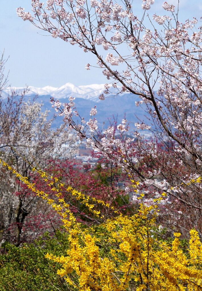 春の花見山