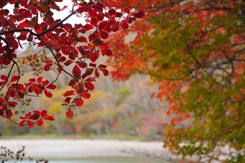 秋染まるシロヤシオの森