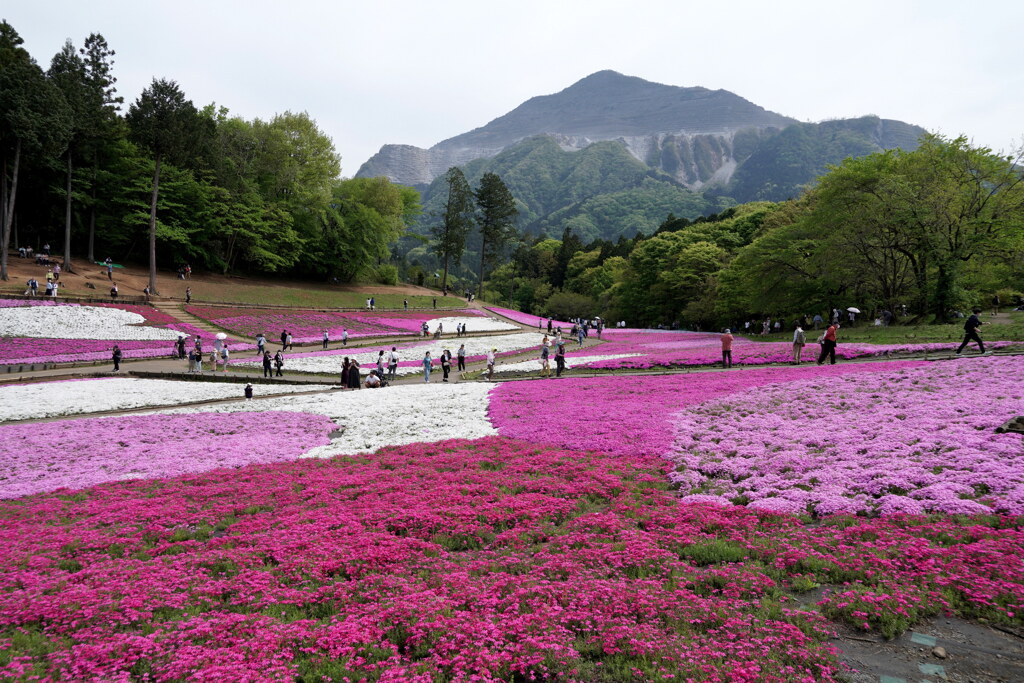 春の羊山公園