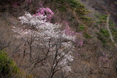 里山の春