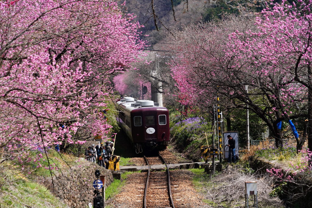 花桃列車