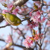 春を喜び