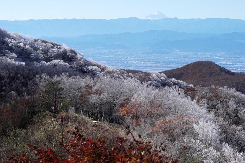 10月の冬桜