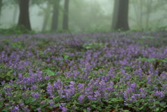 紫色の野花絨毯