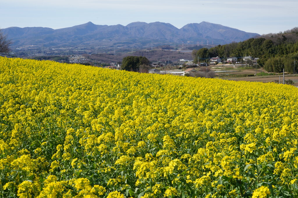 菜の花咲く鹿田山
