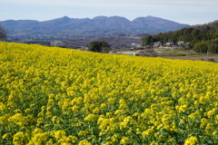 菜の花咲く鹿田山