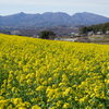 菜の花咲く鹿田山