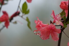 露に濡れて