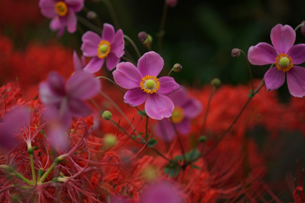 花壇の秋