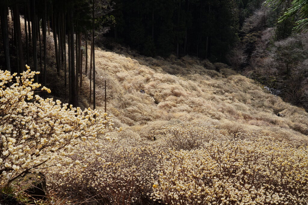 屋敷山ミツマタ群生地