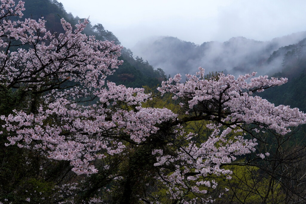 霧掛かる山の春