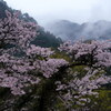 霧掛かる山の春
