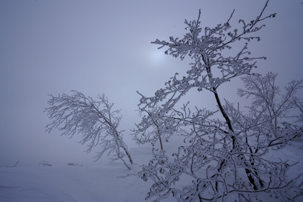 モノトーン色の霧氷