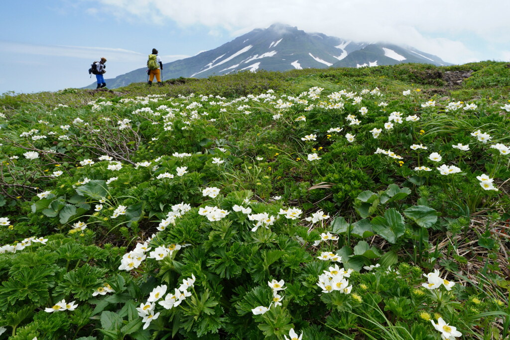 花畑の鳥海山