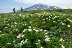 花畑の鳥海山
