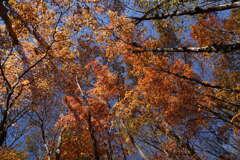 紅葉色に染まる空