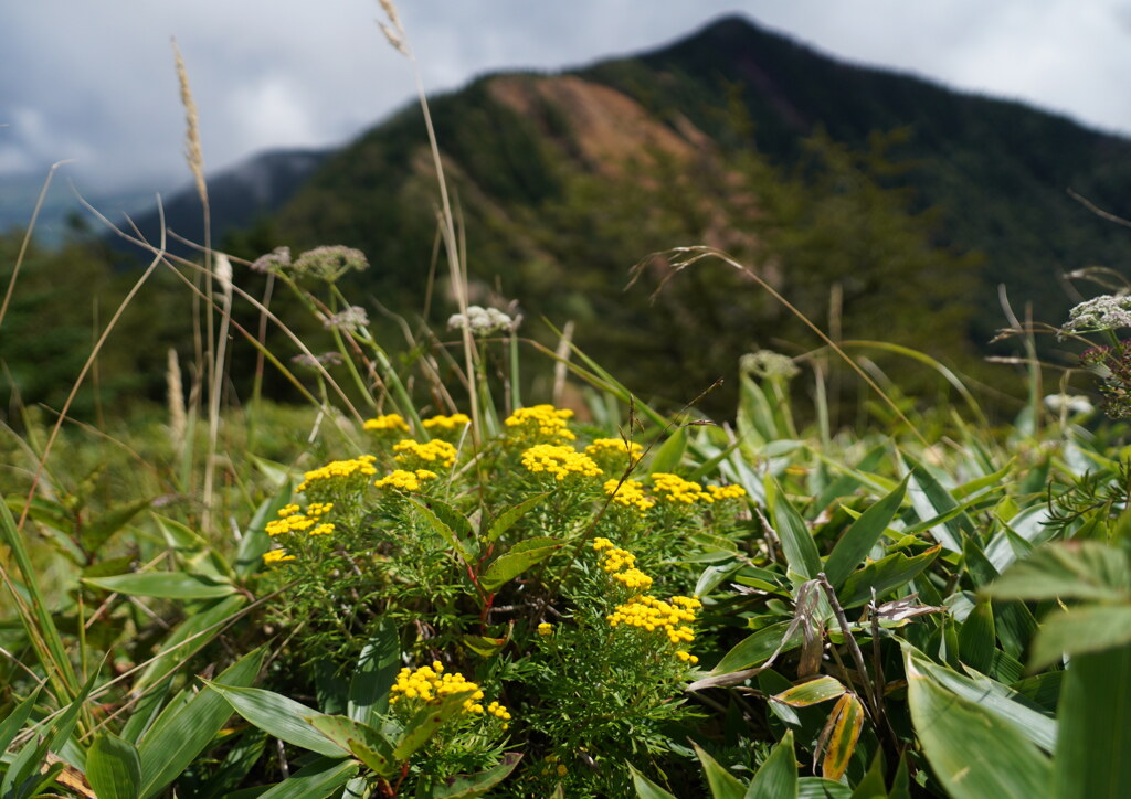 初秋の篭ノ登山