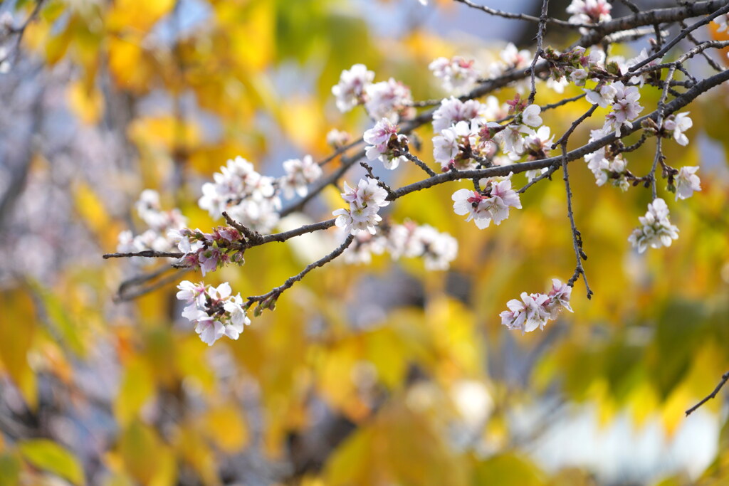 ロウバイ紅葉と冬桜