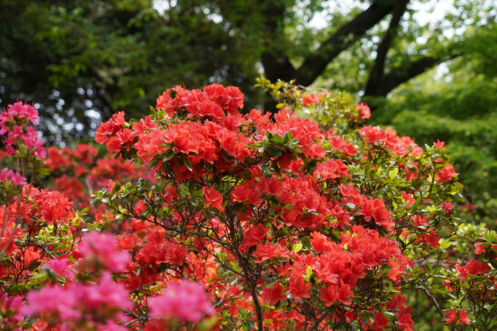 公園を彩る