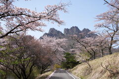 桜咲く妙義山