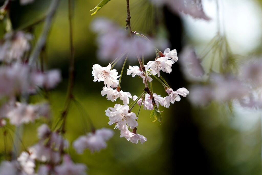 枝垂桜３