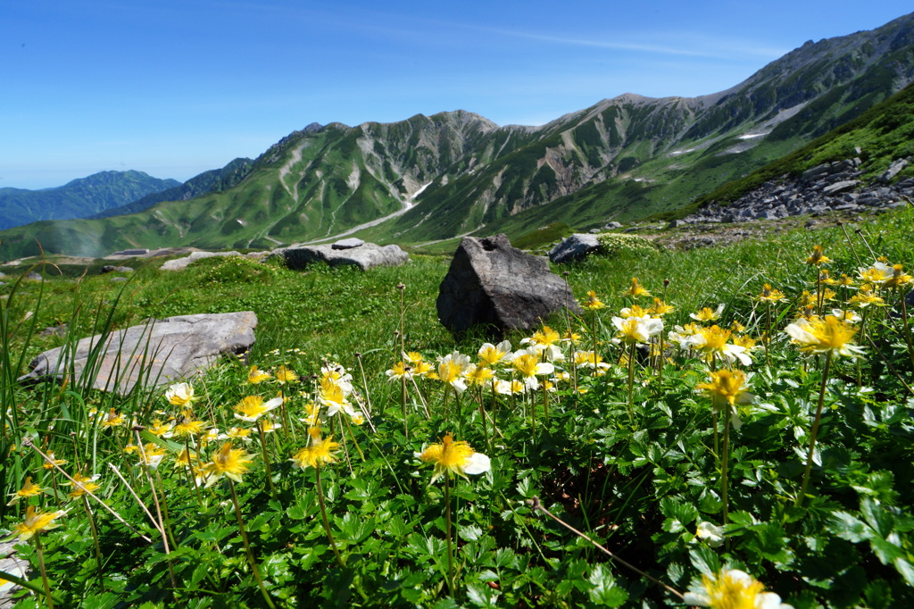 チングルマ咲く立山室堂