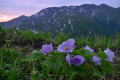 初夏の夜明け