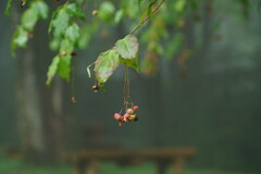 雨のツリバナベンチ
