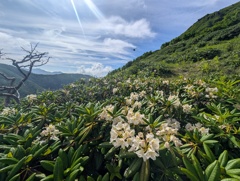 ハクサンシャクナゲ咲く白根山