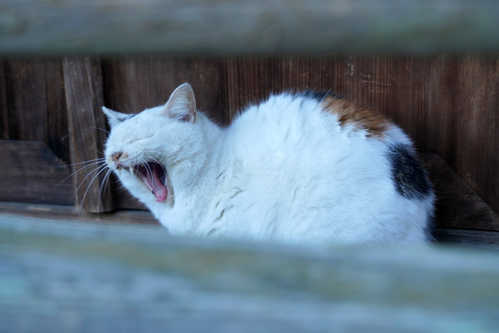 暇だにゃ