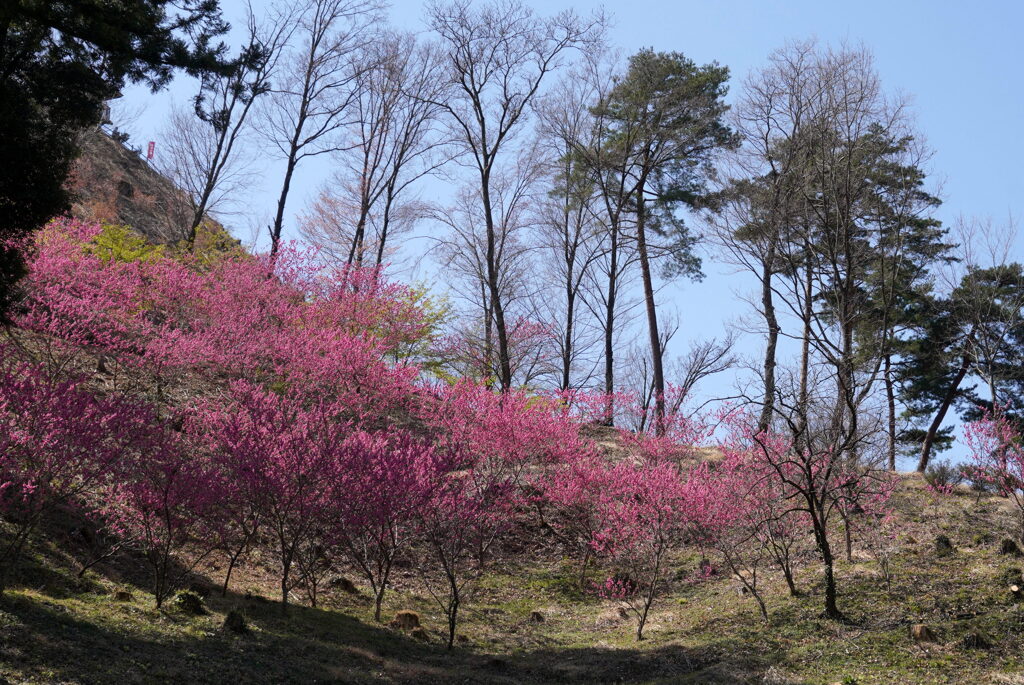 花桃の谷